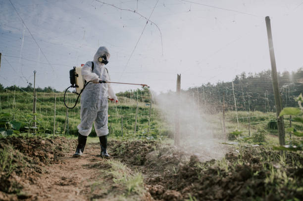Best Affordable Pest Control Services  in St Peter, WI