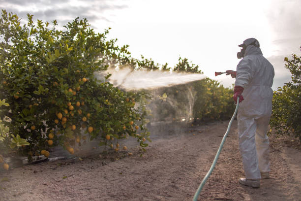 Best Affordable Pest Control Services  in St Peter, WI